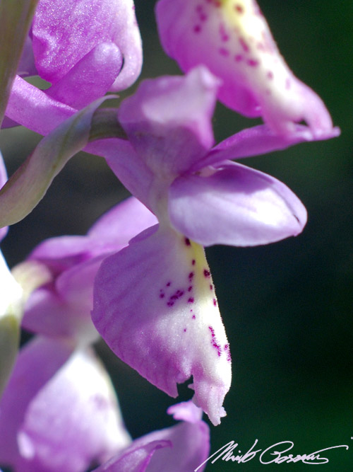 Orchis xcolemanni - variabilit